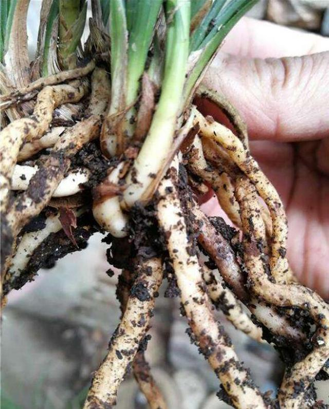 兰花根系细小不粗是这些原因导致的,带你深入了解!
