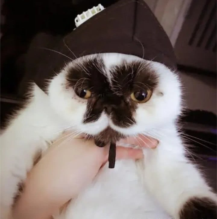 最丑的猫长啥样?快来看看这5只丑猫,网友:第4只像猴子!