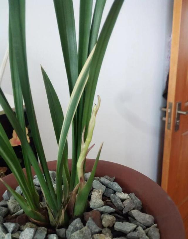 兰花叶中花的成因，兰花叶子当中会开花！