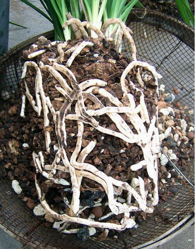 兰花根系细小不粗是这些原因导致的,带你深入了解!
