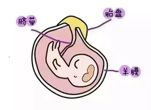 来自准爸爸的基因“制造”了胎盘,原来不仅是提供“精子”啊!