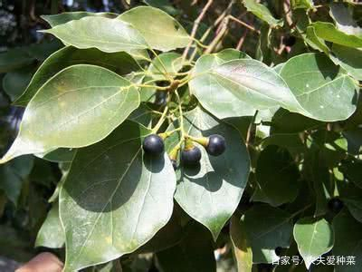 它是“天然樟脑丸”,高达60米,全身是宝,种植能活1000年