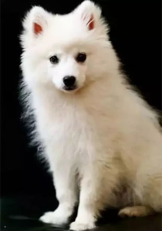 银狐犬:虽然很像,但我真的不是萨摩耶,你个假粉丝_新浪新闻