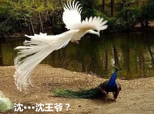 传说中的“白凤凰”现世,评论却沸腾了:这不就是沈王爷本尊嘛
