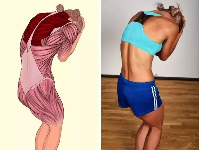 所涉及的肌肉：斜方肌