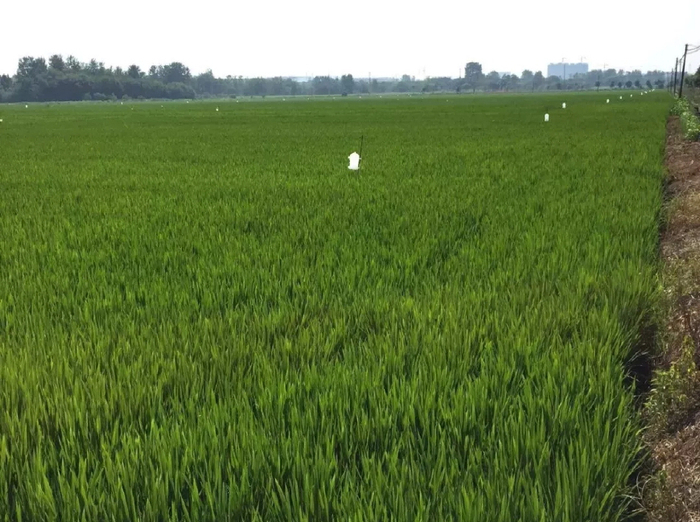 溧阳市唯一:上兴镇荣获江苏省“味稻小镇”荣誉称号!
