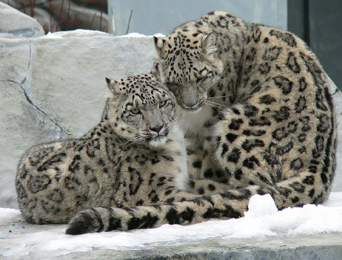 在上个世纪还能看到,如今想见都见不到|雪豹|猫科动物|云豹_新浪新闻