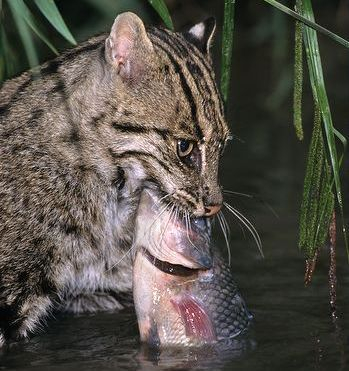 偷腥的猫,开心到飞起的小舞步,网友们都被萌翻了