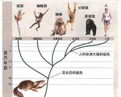别不相信进化论了,这是生物发展的唯一解释,两方面证据可以证明|进化论|生物|进化_新浪新闻