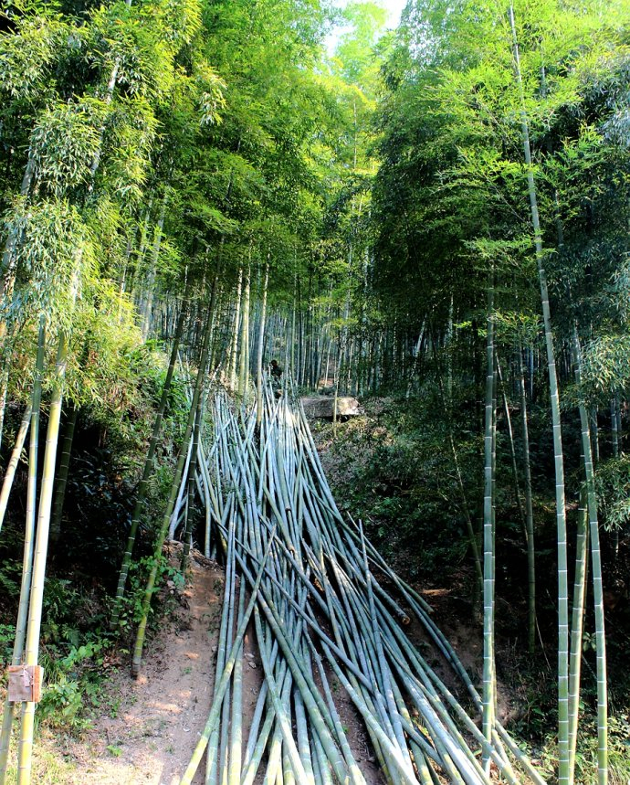 竹乡安吉报福镇石岭村又进入了砍毛竹的季节_新浪新闻