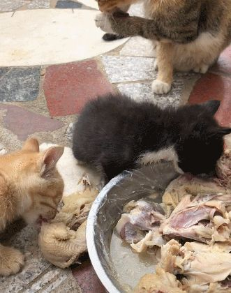 猫咪吃一盆白切鸭,汤鲜肉多,小猫们抢吃乐坏了!