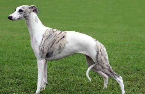 此犬被称为“小灵缇”,是奔跑速度最快的犬种之一,能力不输灵缇