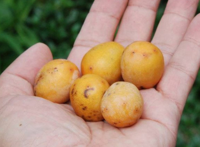 其实这种"鼻涕果"的学名叫做南酸枣,也有人叫做五眼果,货郎果,山枣树