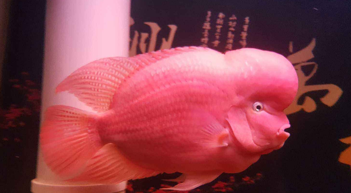 观赏鱼中的罗汉鱼,寓意美好,养好了可以万事顺遂,桃花旺旺哦