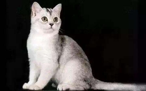 智商很高的五种猫咪，折耳猫可爱上榜，无毛猫实力第一