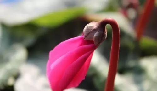 仙客来没有精神？注意3点，仙客来花茎挺直，花娇艳