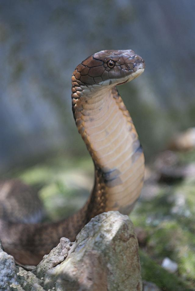 中国十大毒蛇之一的眼镜王蛇,看看就害怕!