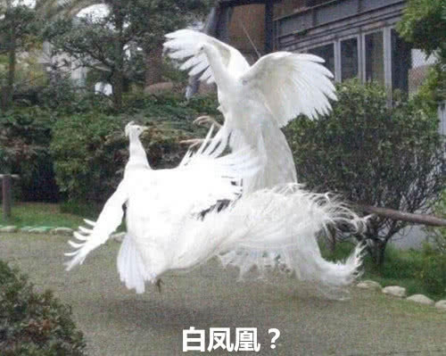 传说中的“白凤凰”现世,评论却沸腾了:这不就是沈王爷本尊嘛