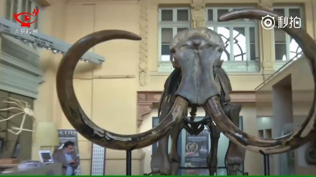 12月16日法国里昂市拍卖了一头最少于10000年前存活的猛犸象遗骸骨骼