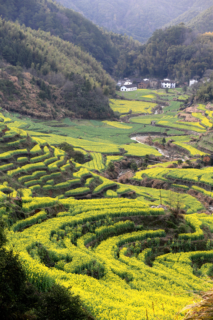 江西婺源“扫黄”正当时，美女沉醉温柔春光里