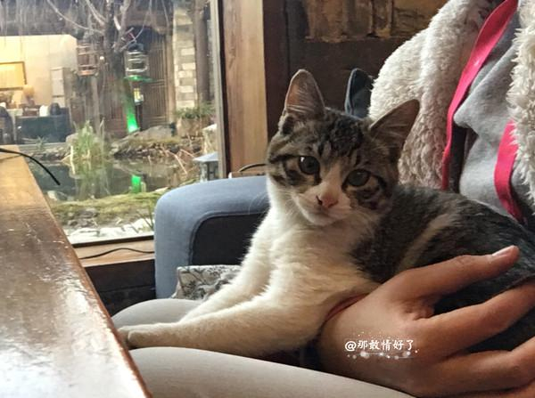 　　边吃晚饭边抱着特别像我家猫的小猫，特别好看又不怕人，在我腿上趴着睡着了咕噜咕噜。