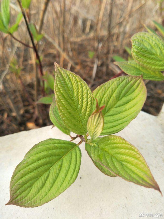 翠绿墨绿浅绿深绿黄绿碧绿草绿嫩绿