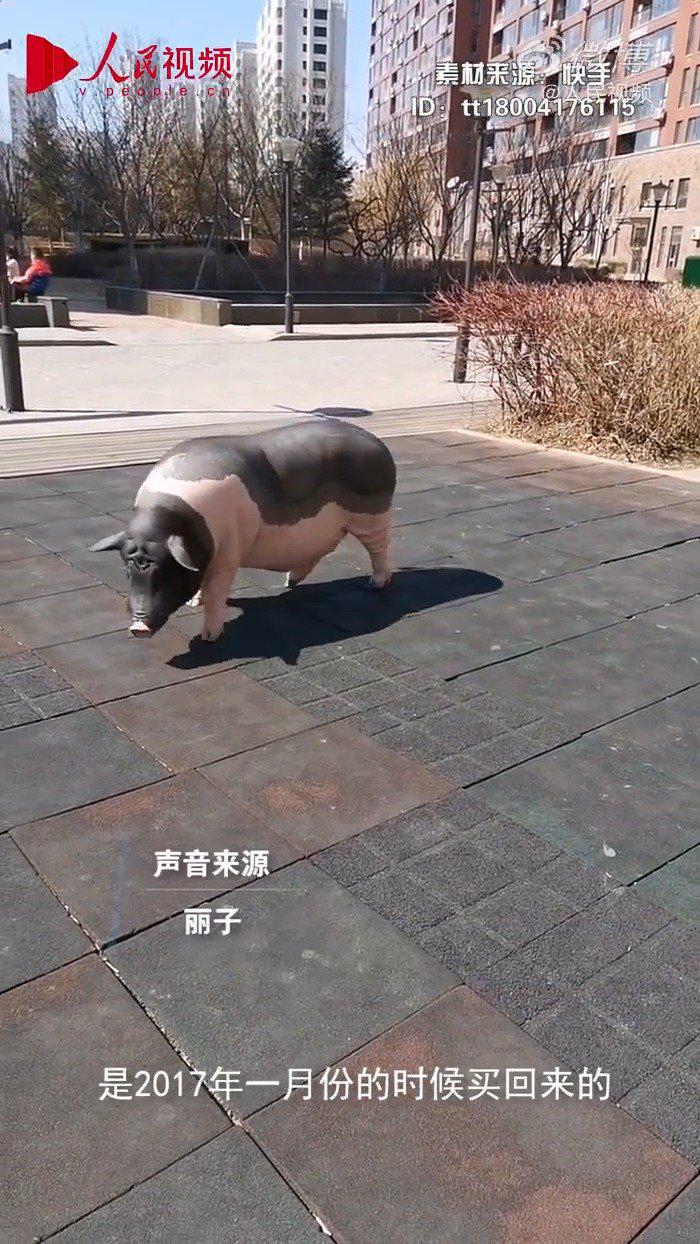 女子把小香猪从3斤养到300斤:养了三年有感情了会一直养