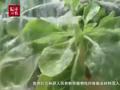解放军在西沙海滩种菜首获成功 中国“种菜狂魔”再创奇迹