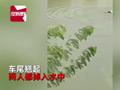 小车坠湖后夫妻俩爬车顶求助 众人围观至沉没