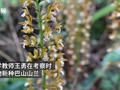 秦岭发现兰科植物新种巴山山兰 发现者:难度就像天上掉馅饼