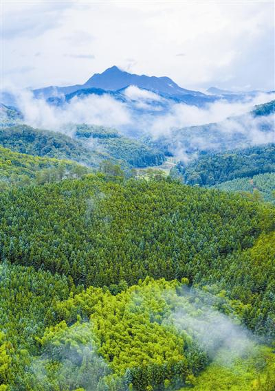 福建省洋口国有林场杉木培育基地 记者黄海摄