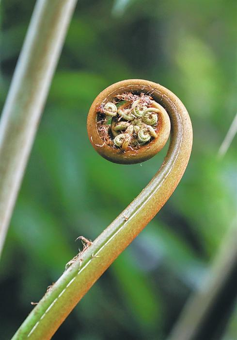 海南热带雨林国家公园体制试点区吊罗山林区内的桫椤幼叶  记者 李天平摄