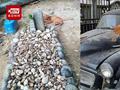 猫咪每日拜访已故主人坟墓 风雨无阻连续两年不间断