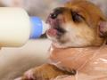 狂犬病在全球150个国家流行 全球每9分钟有1人死于狂犬病