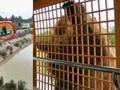 游客讲述上海野生动物园游览经历:熊扑过来车会晃 口鼻喷出热气很吓人