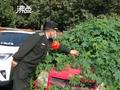 浑然一体!小车数月未动被野草包裹 居民:不细看都发现不了