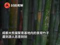 成都大熊猫基地景观竹遭游人恶意刻划:写满情话和名字