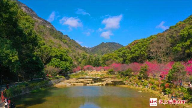 福州国家森林公园的樱花进入盛放期。叶腾晟摄