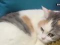 猫咪枕榴莲睡大觉 网友:怪不得叫金枕榴莲