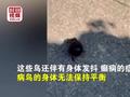 美国多州数百只鸟得怪病死亡 网友:像极了生化危机里感染的乌鸦