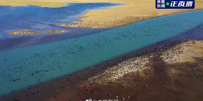 养眼 在新疆万物都是调色大师和鸟儿一起空中俯瞰 含视频 手机新浪网