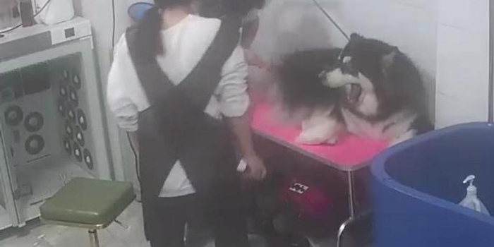 宠物店回应阿拉斯加犬澡后中暑死亡 不断接到放哀乐电话 含视频 手机新浪网