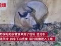 湖北一泡菜池中现受伤秦岭羚牛 救援队打造诱捕笼耗时5天营救