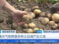 韩国土豆零售价一公斤32元 土豆短缺致韩国薯条断供