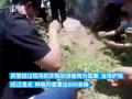 湖州一村民种植800余株被抓 误信罂粟喂养鸡肉更“美味”