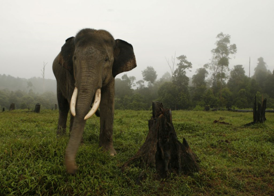　　2月29日，一头苏门答腊象在印尼廖内省的大象训练中心附近，树木都已经被烧毁。苏门答腊象是亚洲象当中体型最小的，由于雨林迅速消失，正面临着巨大的危险。