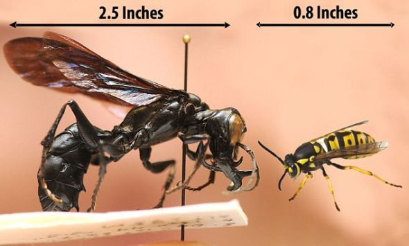 普通英国黄蜂（学名“vespula vulgaris”）与新发现的战士黄蜂体型对比