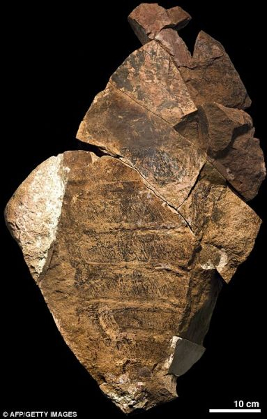 　　证据：此次在摩洛哥发现的奇虾化石所在的地层年代大约是4.88亿~4.72亿年前，这显示奇虾的灭绝时间要比我们原先认为的大约晚3000万年