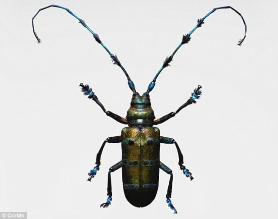 长角天牛最早于1996年在美国被发现，当时是它们跟随木制品一起从亚洲传播到美国境内