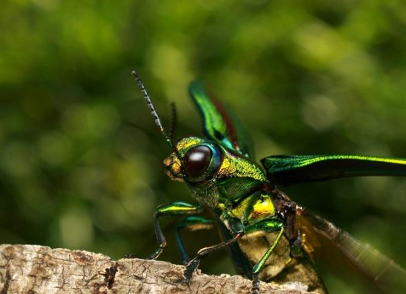 日本宝石金龟子：在光线的照射下，它们身上的甲壳闪烁着宝石般的金光，美丽而炫目。